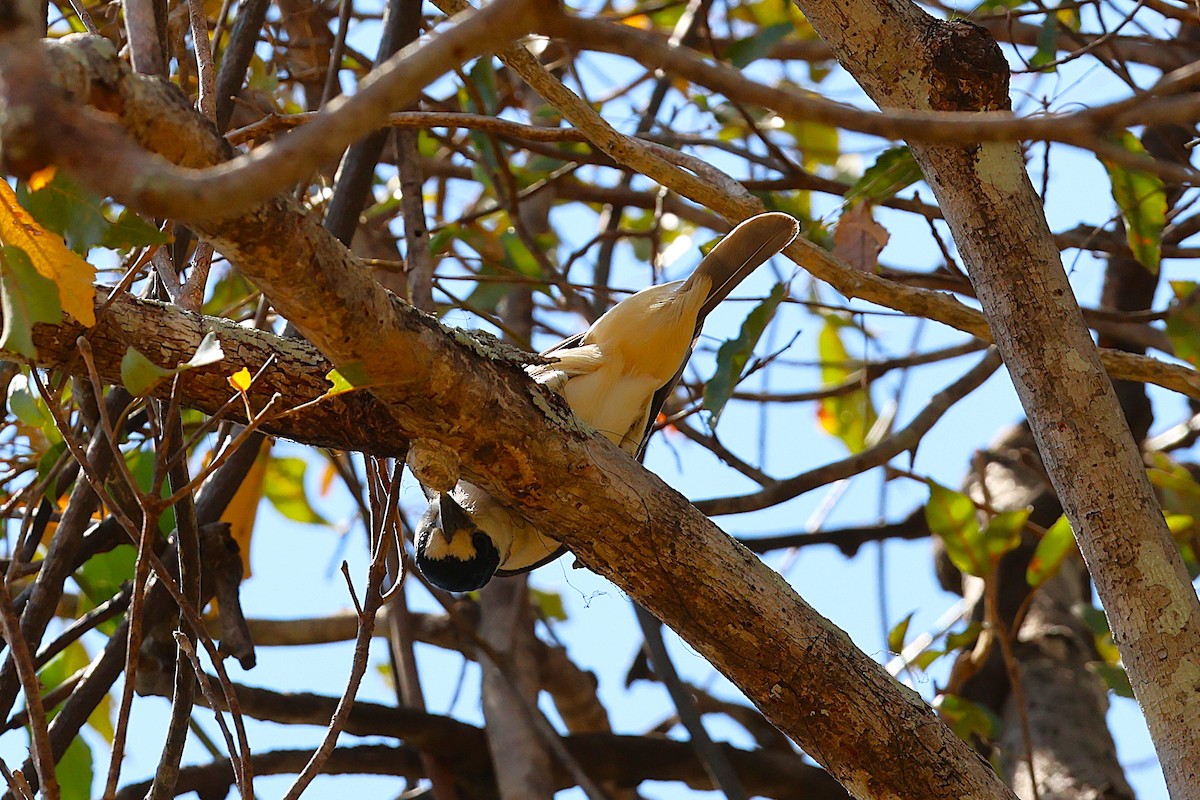 Van Dam's Vanga - ML646911810