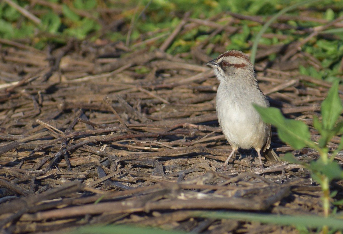 Yungas Sparrow - ML646911812