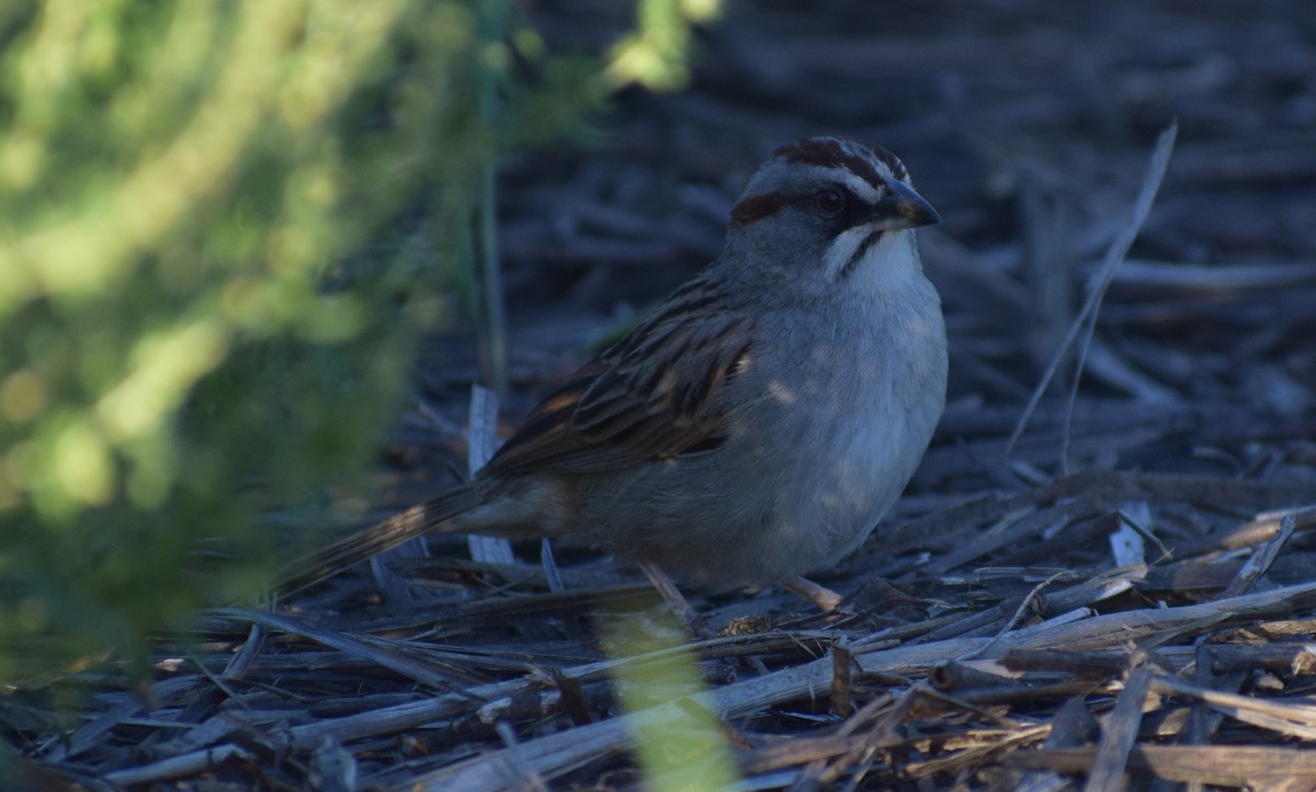Yungas Sparrow - ML646911813