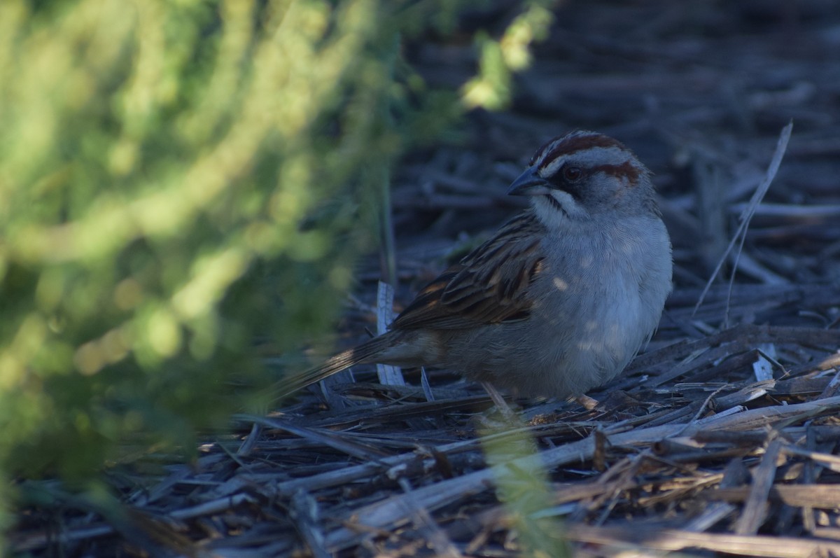 Yungas Sparrow - ML646911814