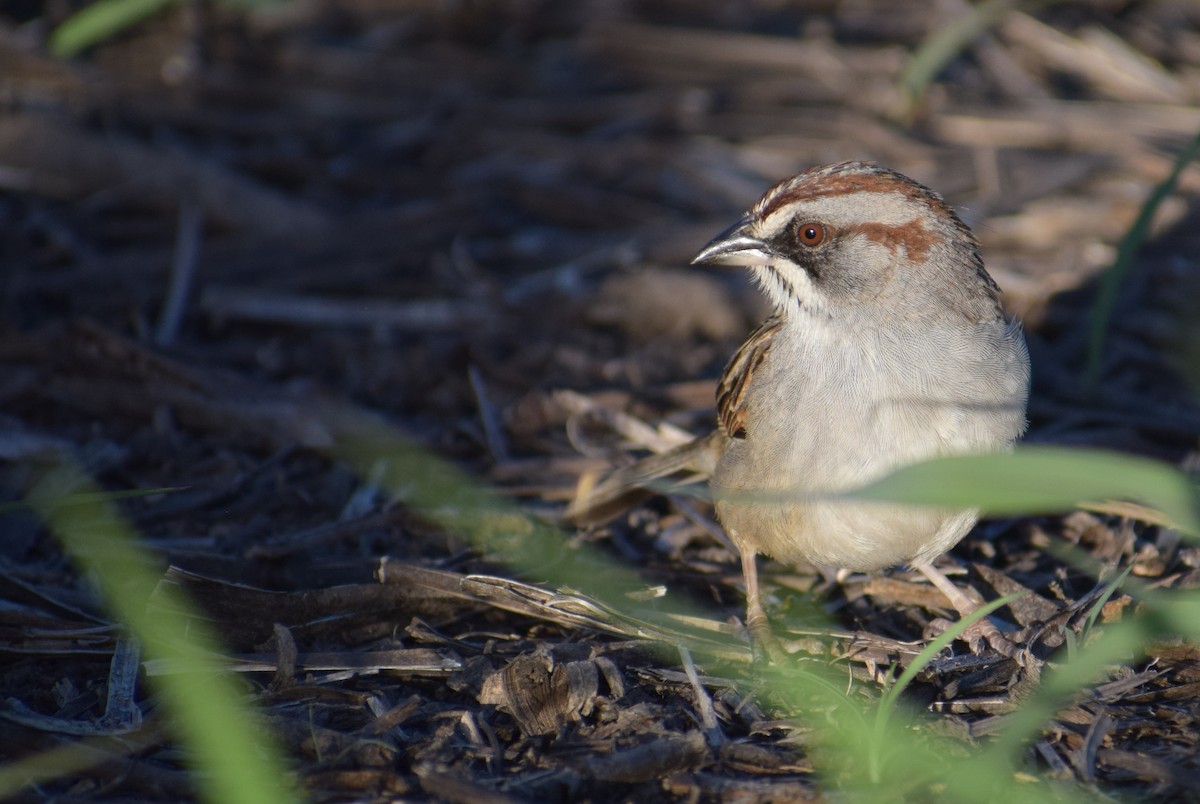 Yungas Sparrow - ML646911815