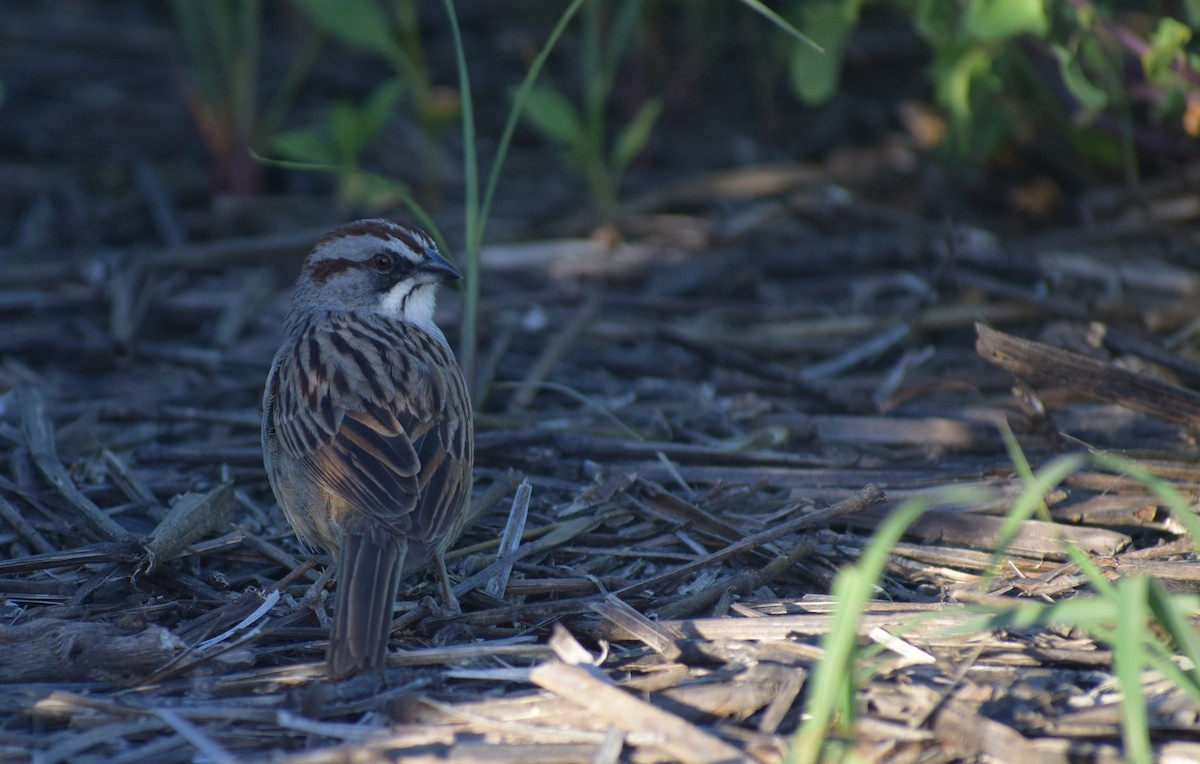 Yungas Sparrow - ML646911816