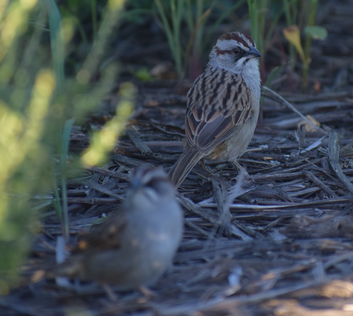 Yungas Sparrow - ML646911817