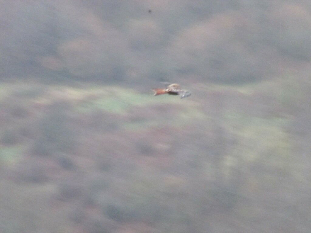 Red Kite - ML646911819