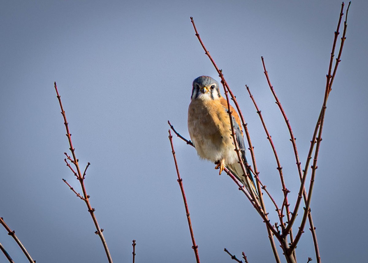 Cernícalo Americano - ML646911820