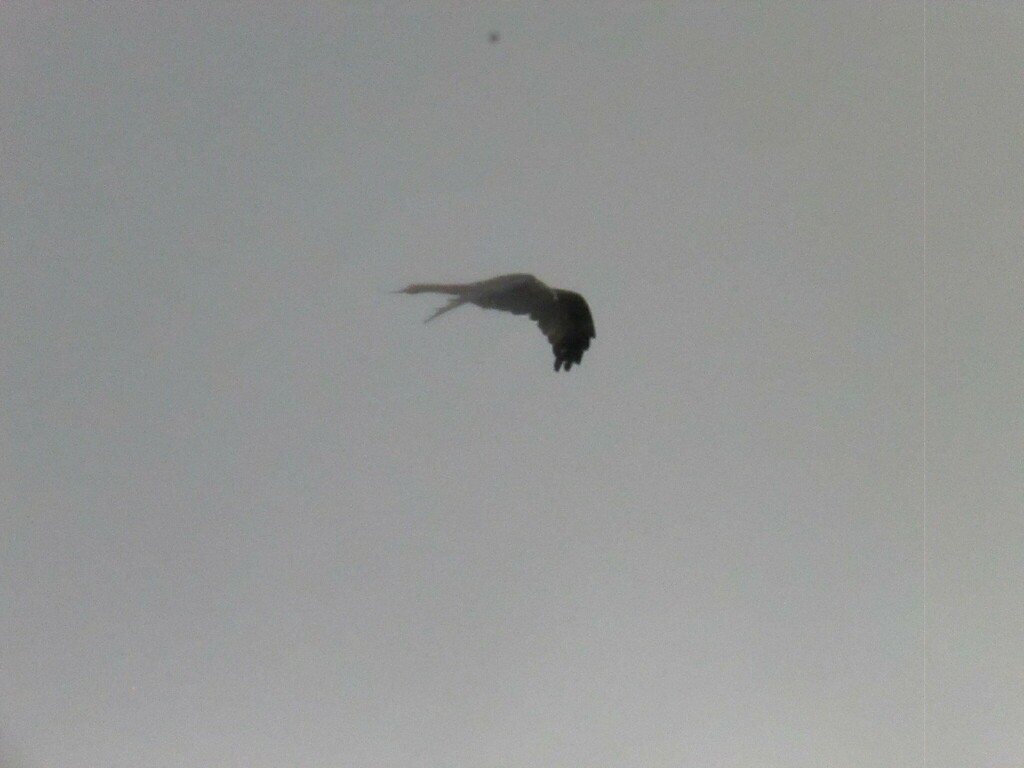 Red Kite - ML646911836