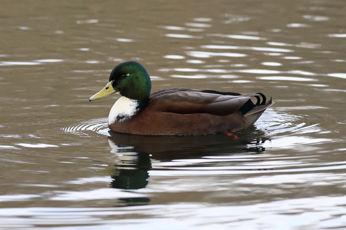 Basahatea - ML646911843