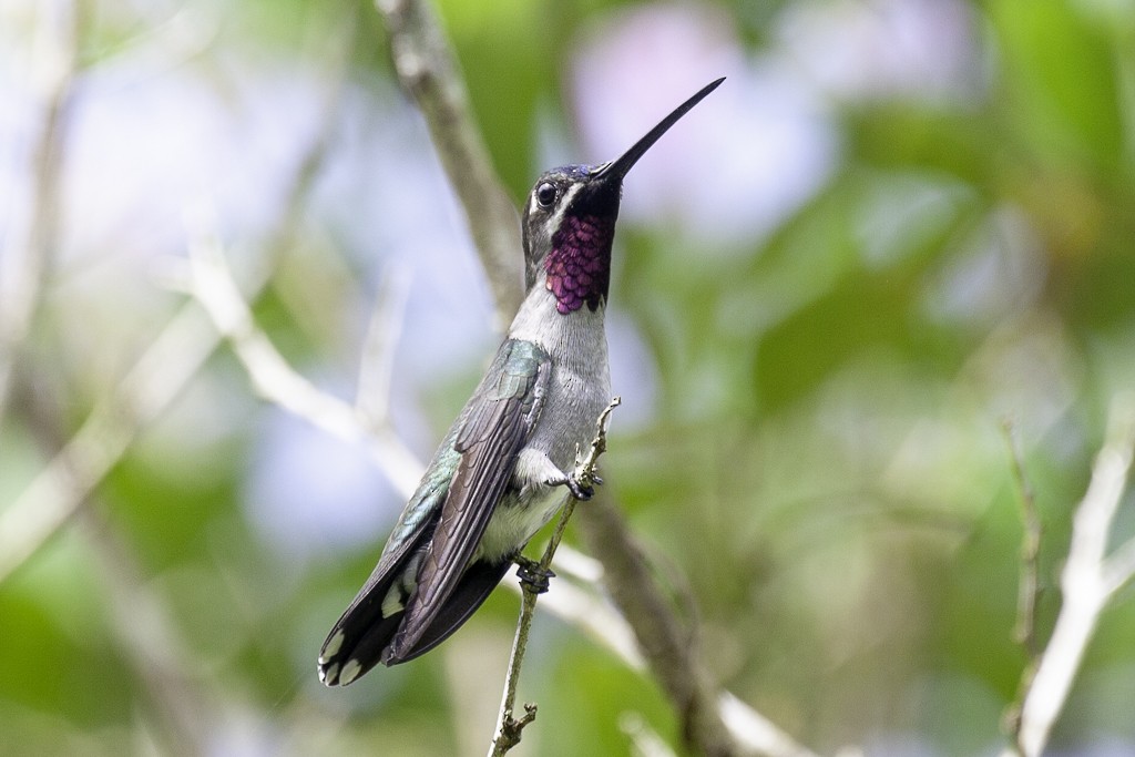 Long-billed Starthroat - ML646911844