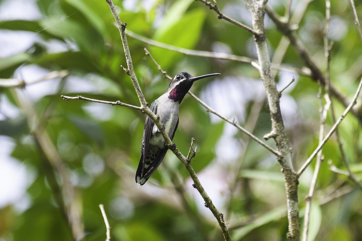 Long-billed Starthroat - ML646911845