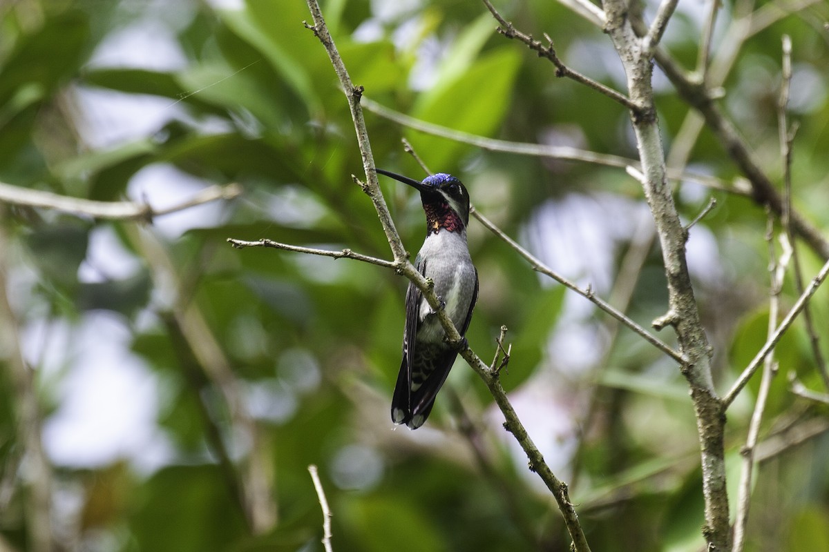 Long-billed Starthroat - ML646911846