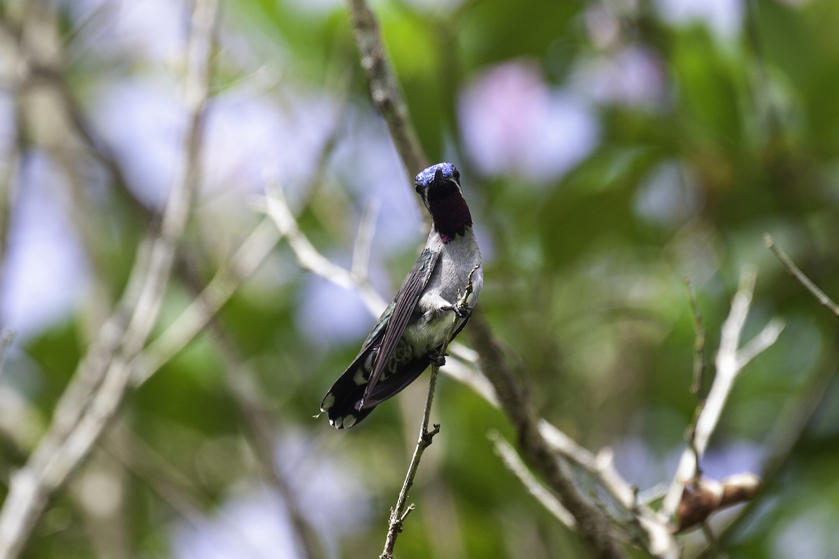 Long-billed Starthroat - ML646911847
