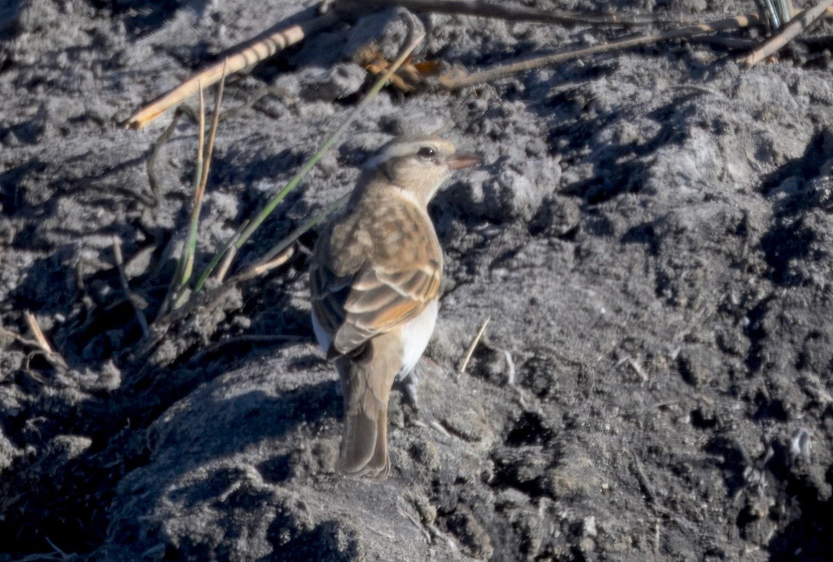 Zuhaixka-txolarre bekainzuria - ML646911848