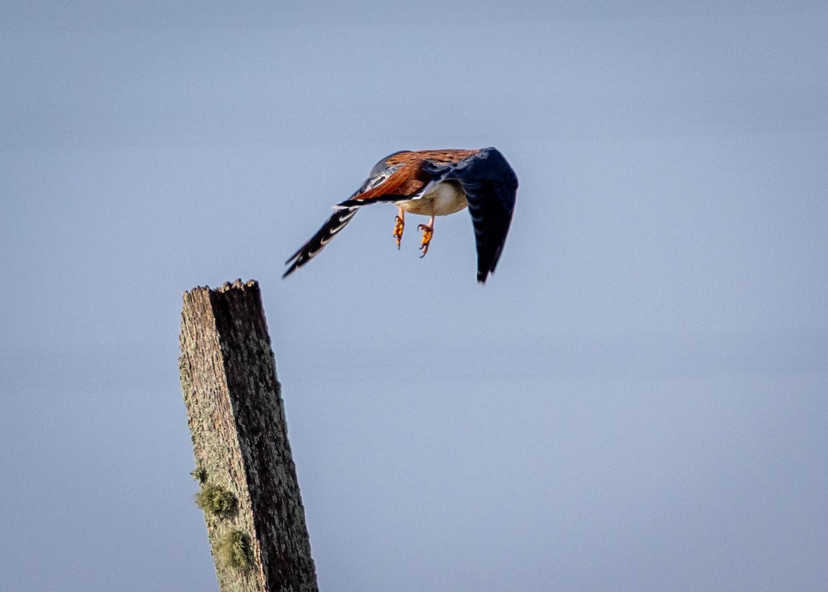 Belatz amerikarra - ML646911849