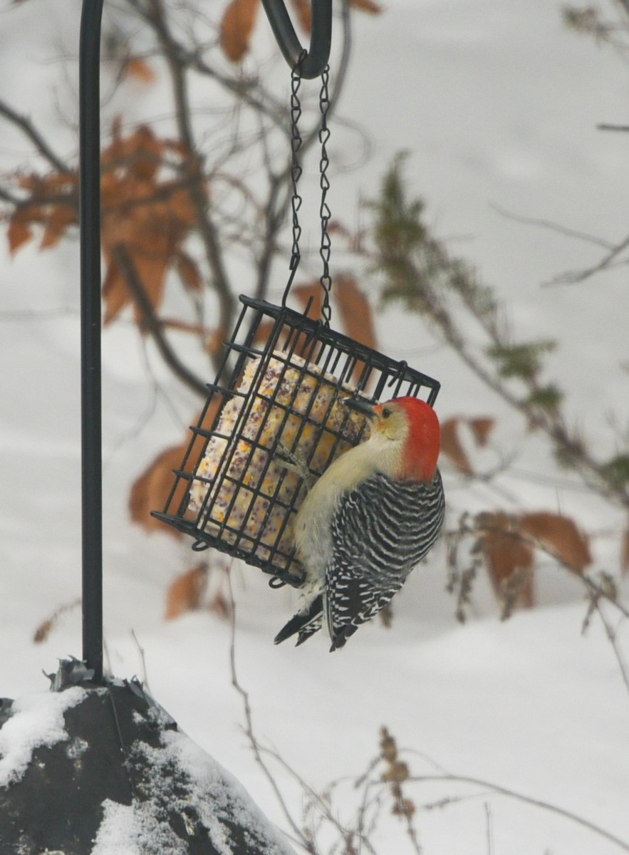 Red-bellied Woodpecker - ML646911850
