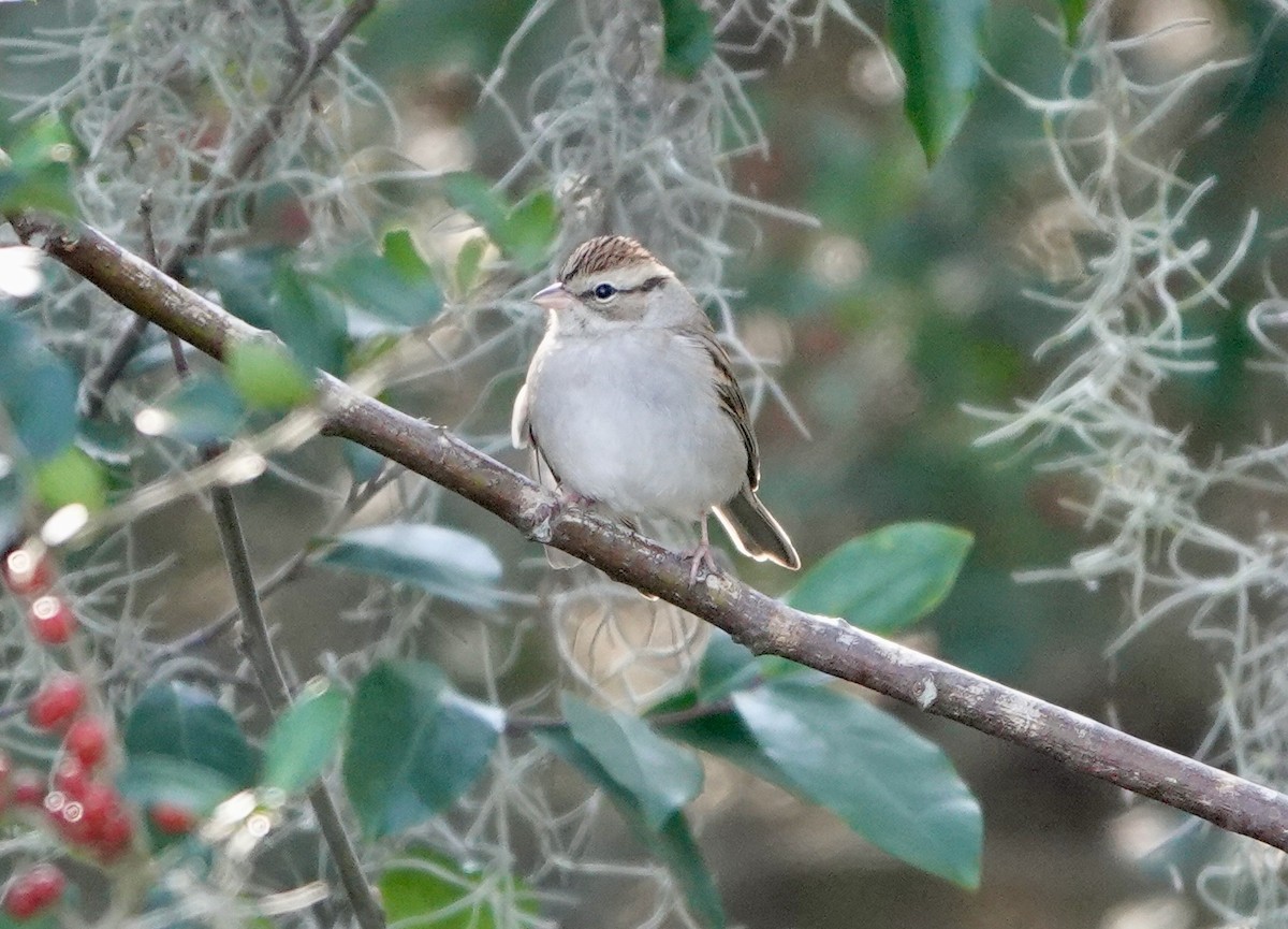 Chipping Sparrow - ML646911853