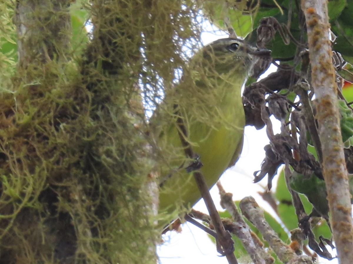 Black-capped Tyrannulet - ML646911855