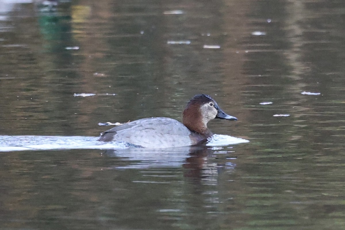 Common Pochard - ML646911856