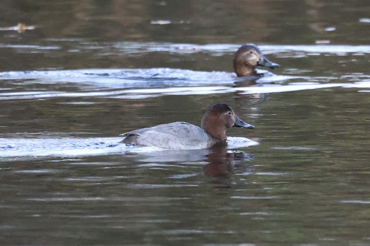 Common Pochard - ML646911857
