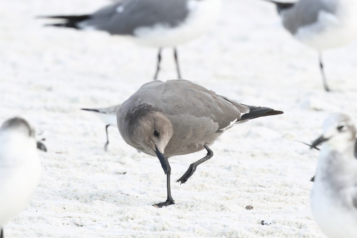 Gray Gull - ML646911859