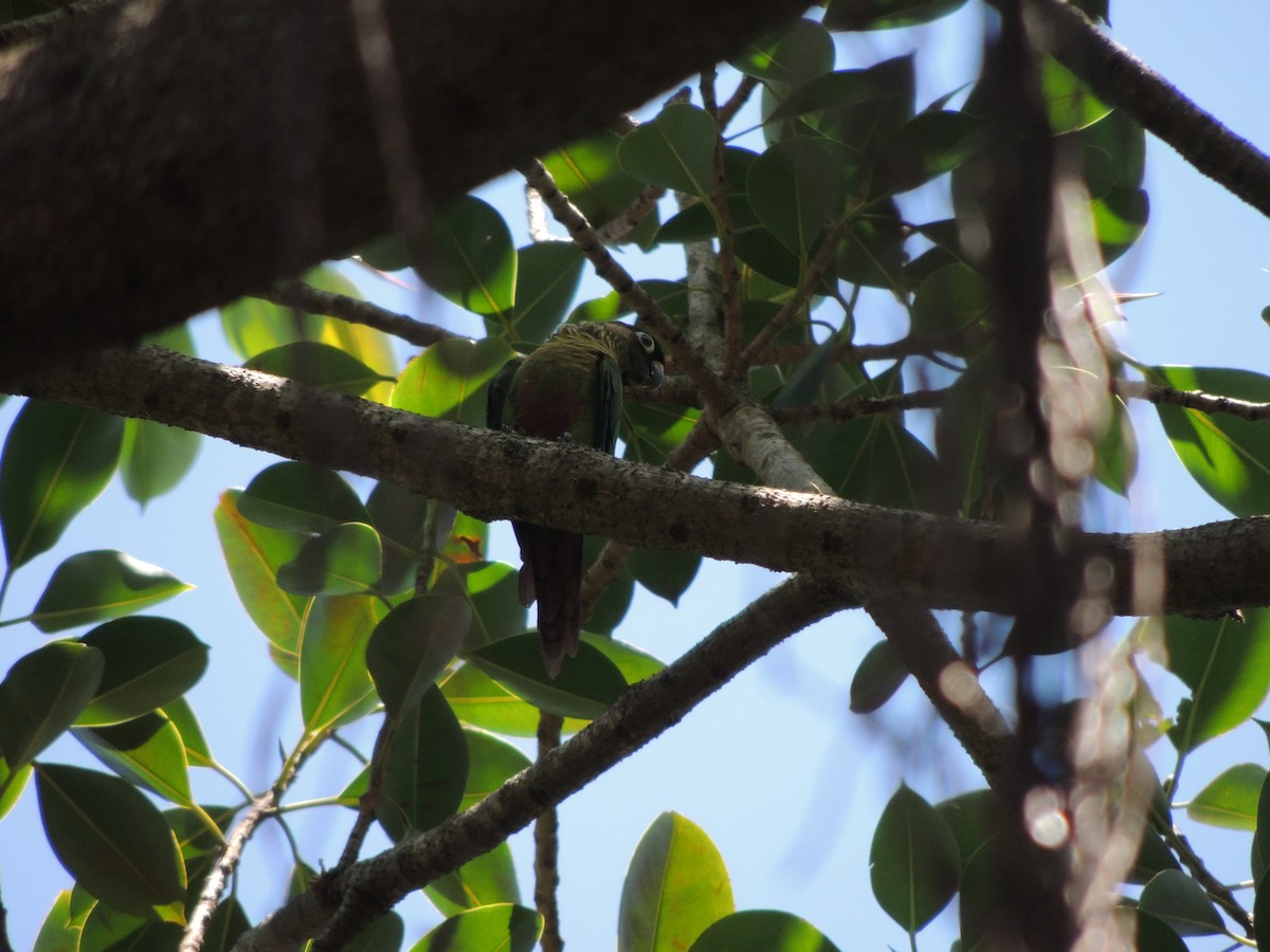 Maroon-bellied Parakeet - ML646911860