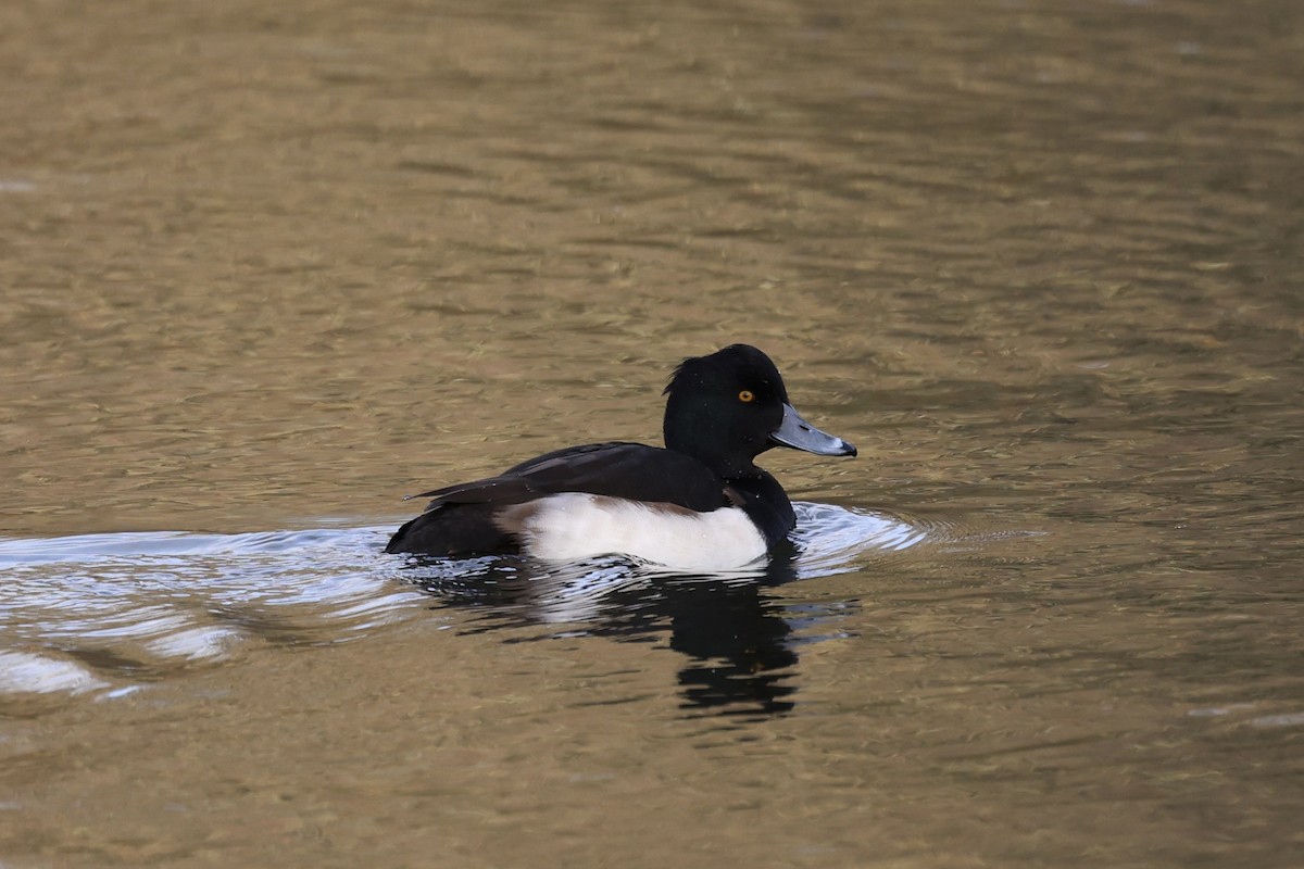 Murgilari mottoduna - ML646911861