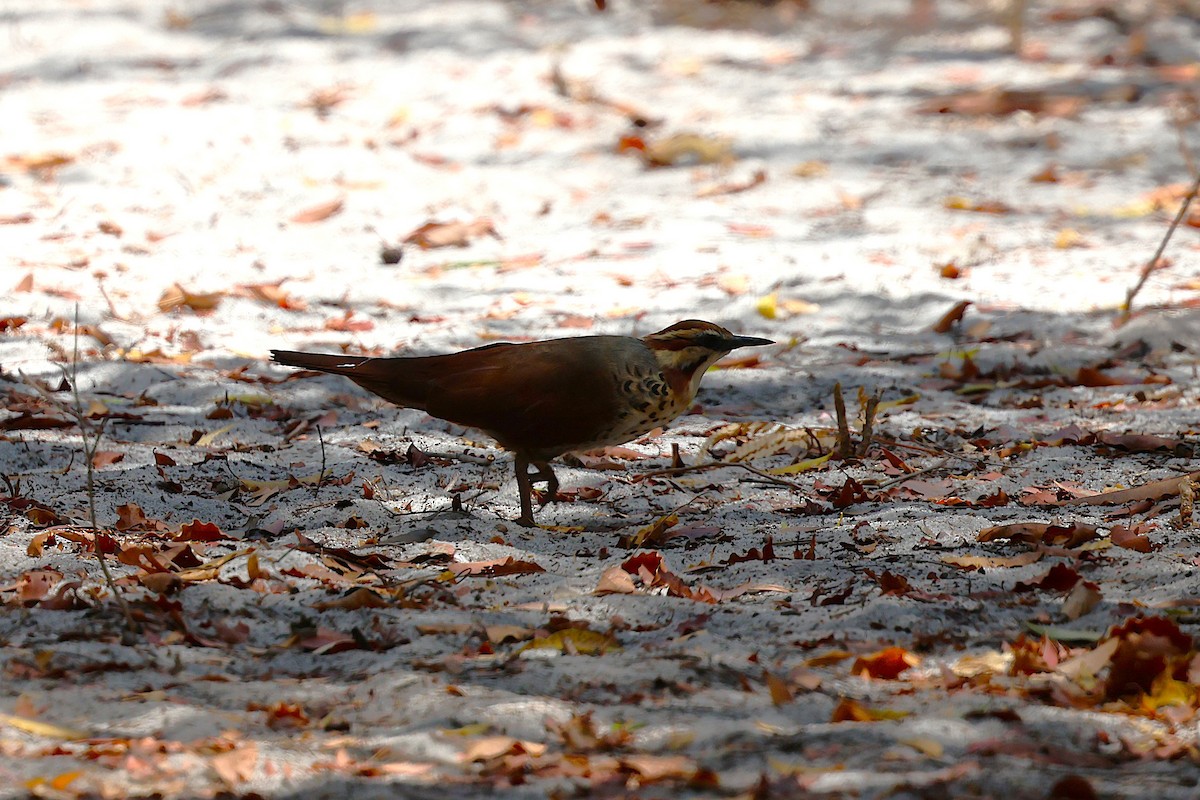 Mesite paparzuria - ML646911865