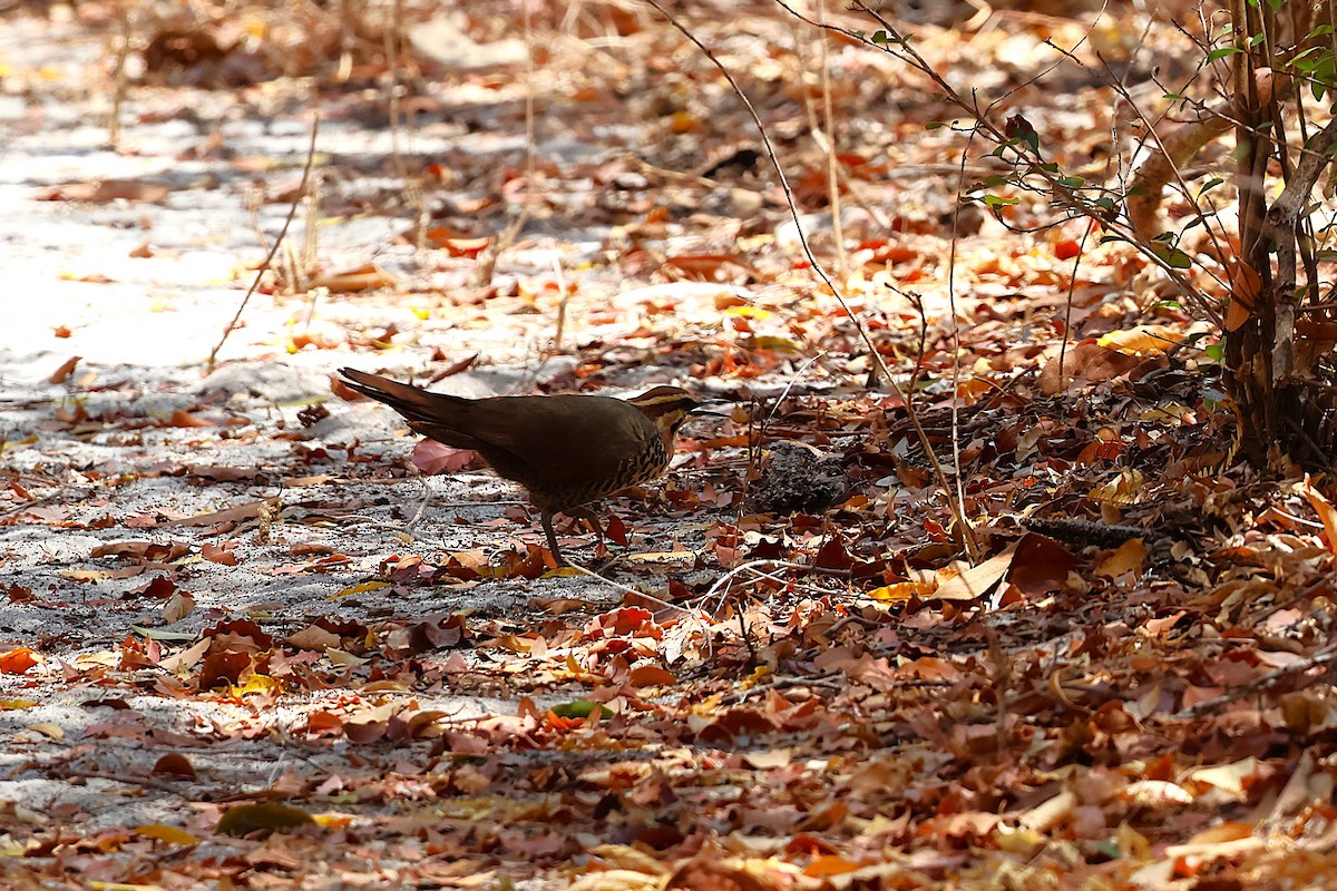 Mesite paparzuria - ML646911866