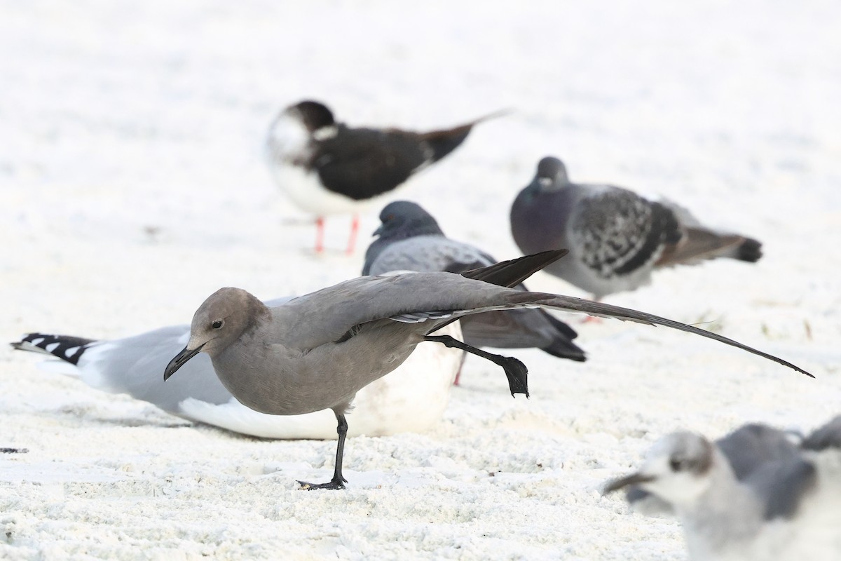 Gray Gull - ML646911867