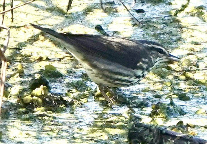 Northern Waterthrush - ML646911878
