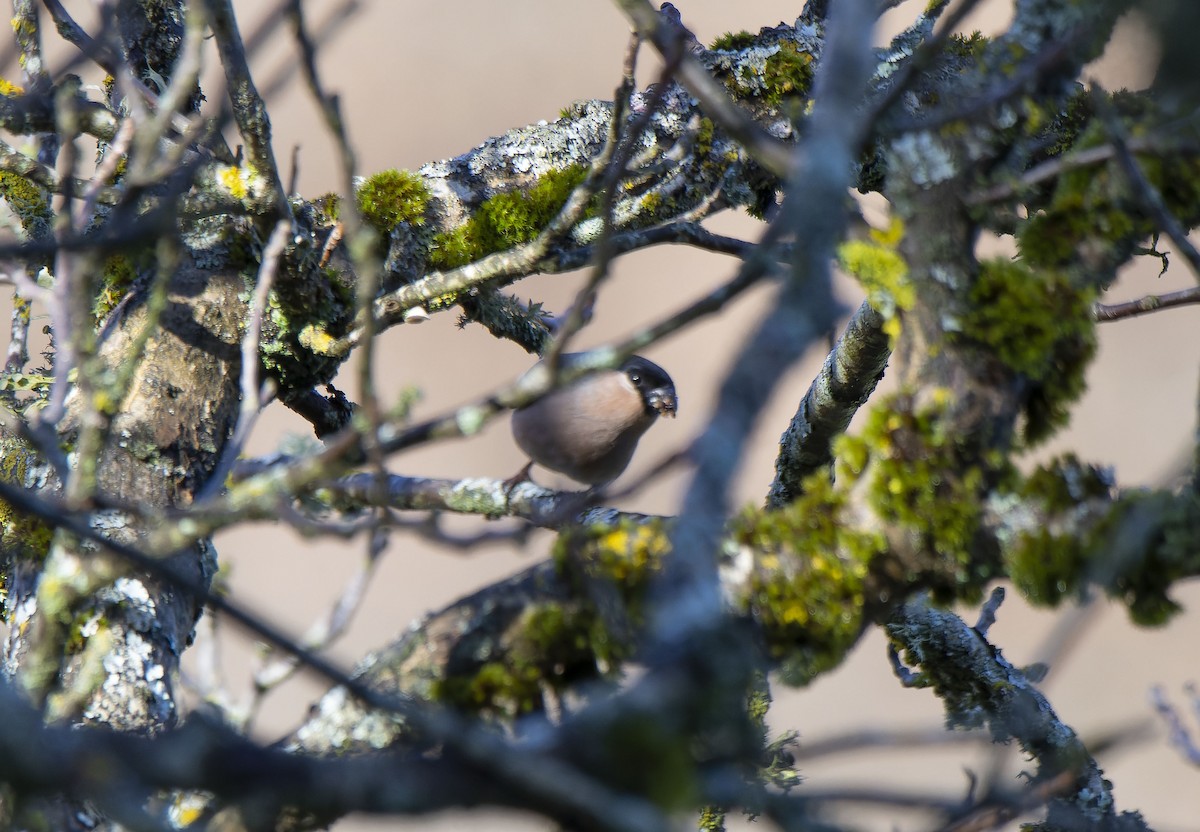 dompap - ML646911885