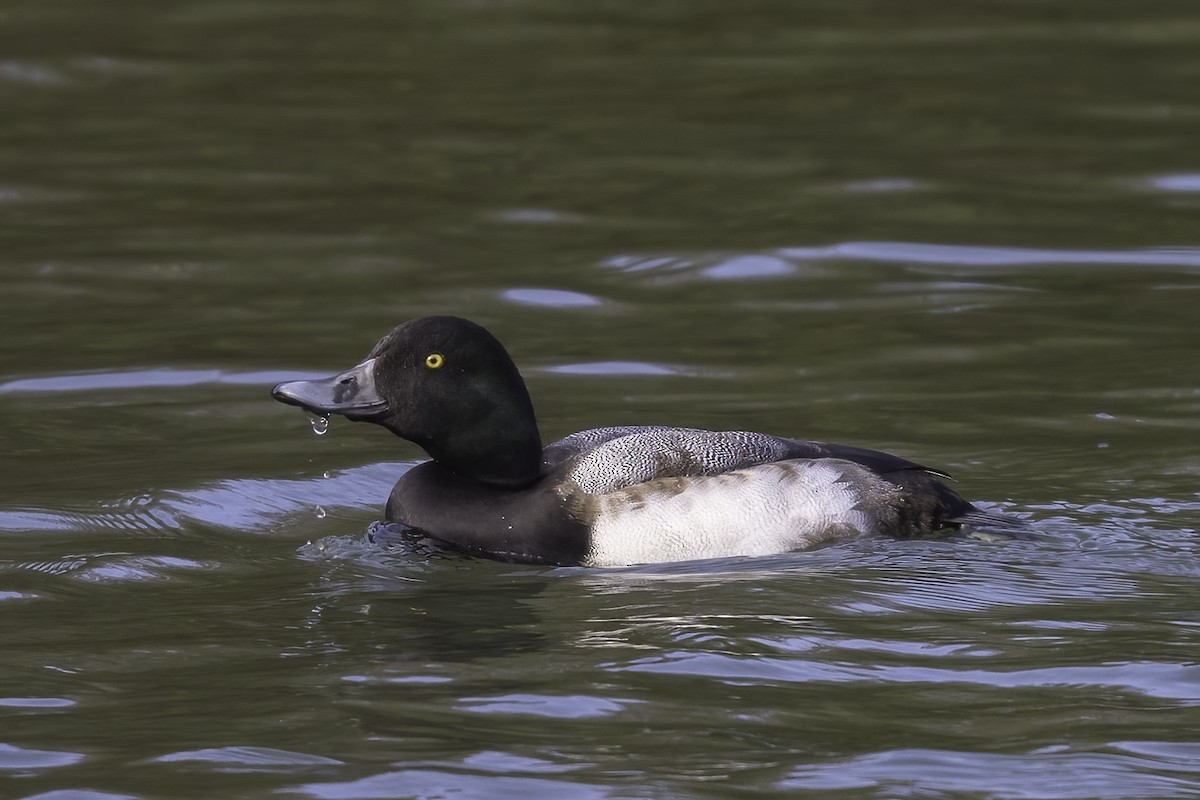 Greater Scaup - ML646911886