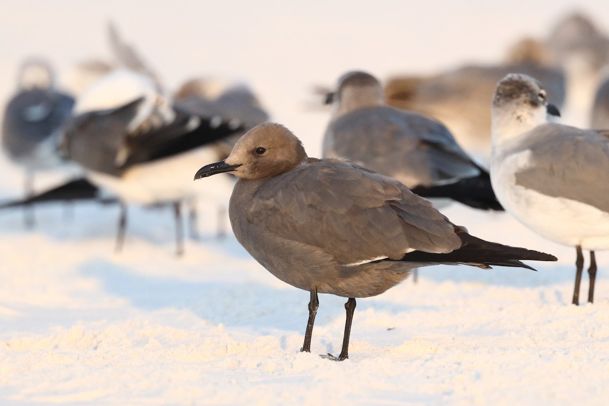 Gray Gull - ML646911887