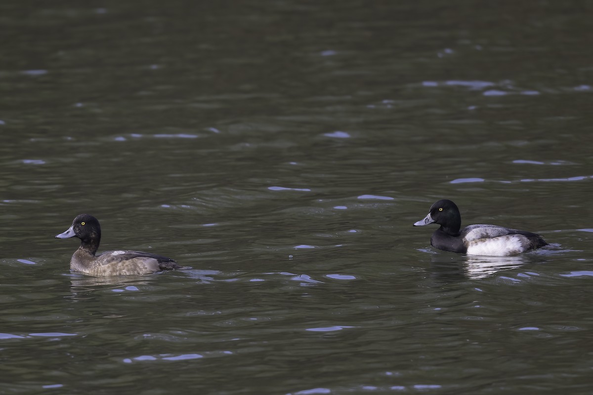 Greater Scaup - ML646911888