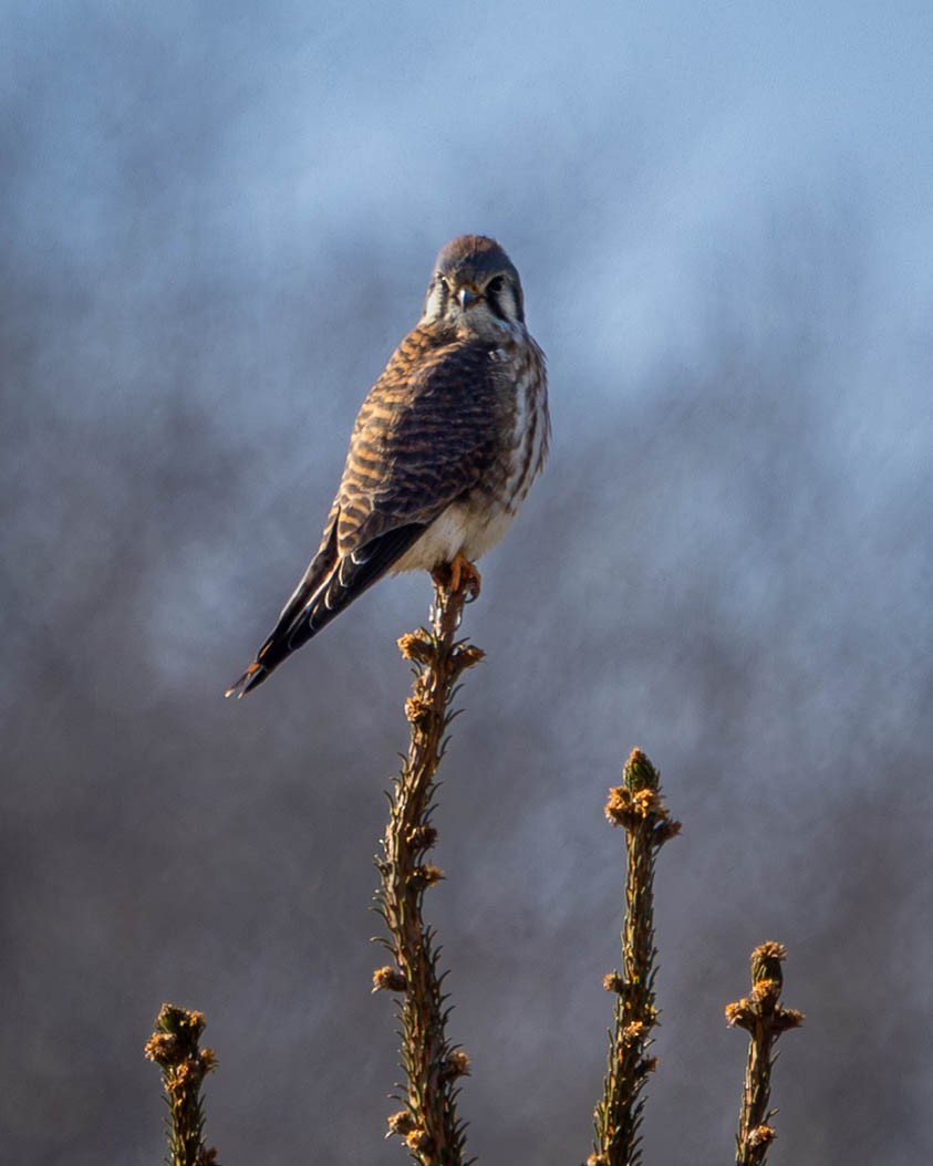 Cernícalo Americano - ML646911889
