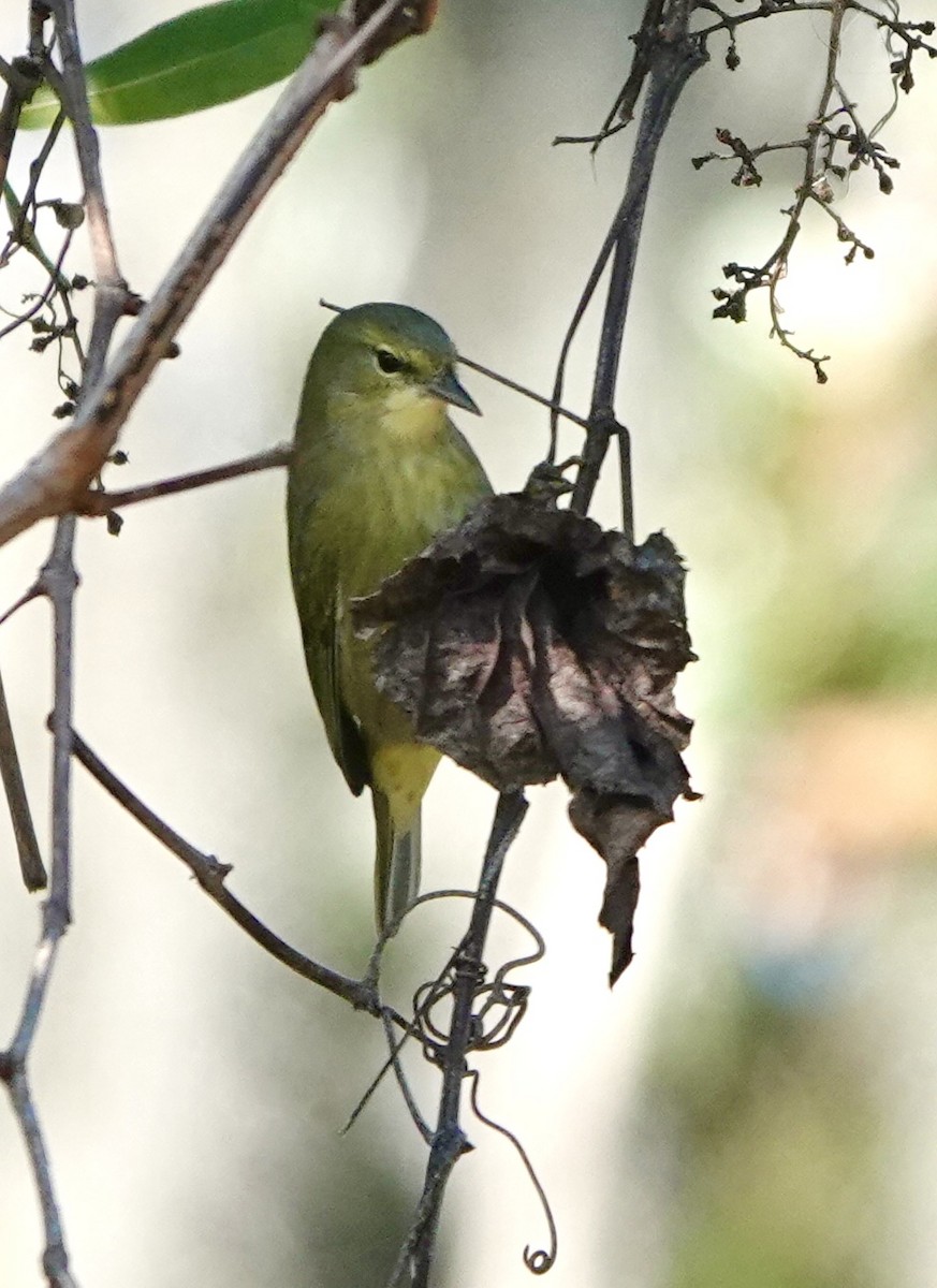Orange-crowned Warbler - ML646911896