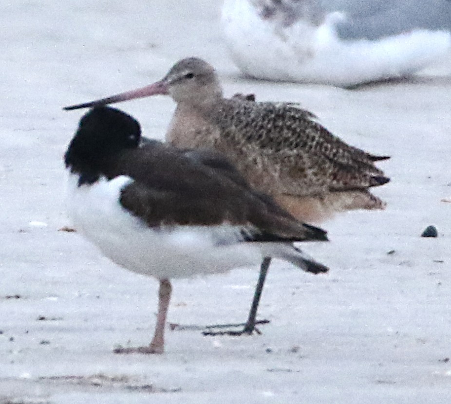 Пятнистый веретенник - ML646911900