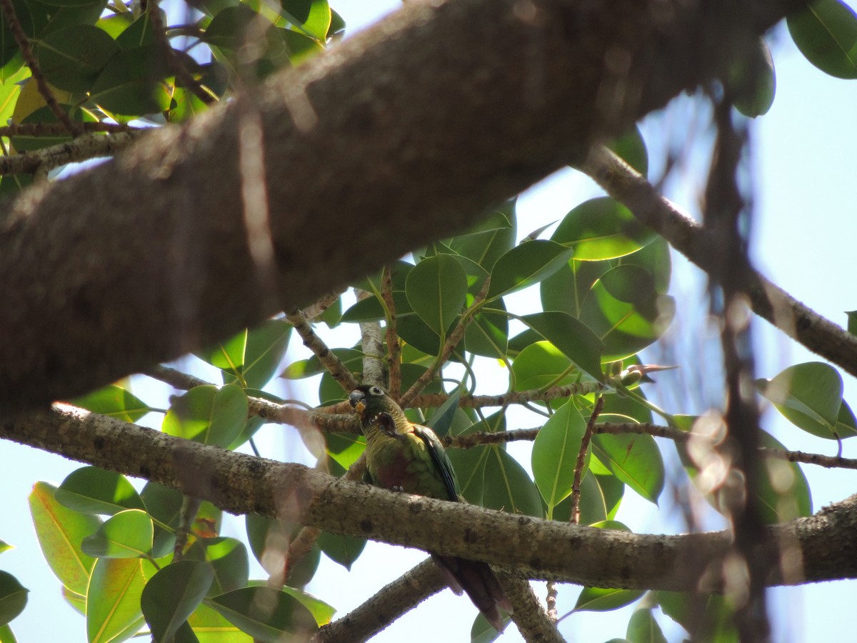 Maroon-bellied Parakeet - ML646911902