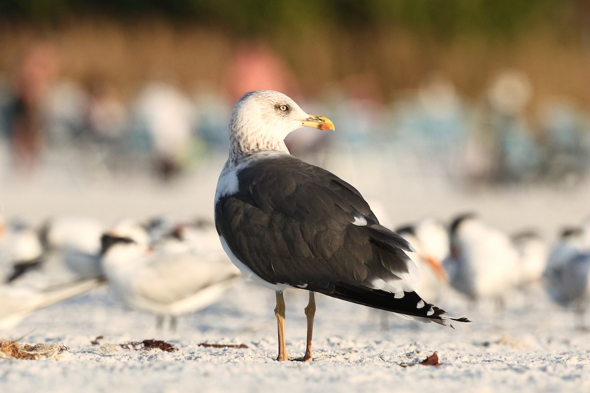 Lesser Black-backed Gull - ML646911903