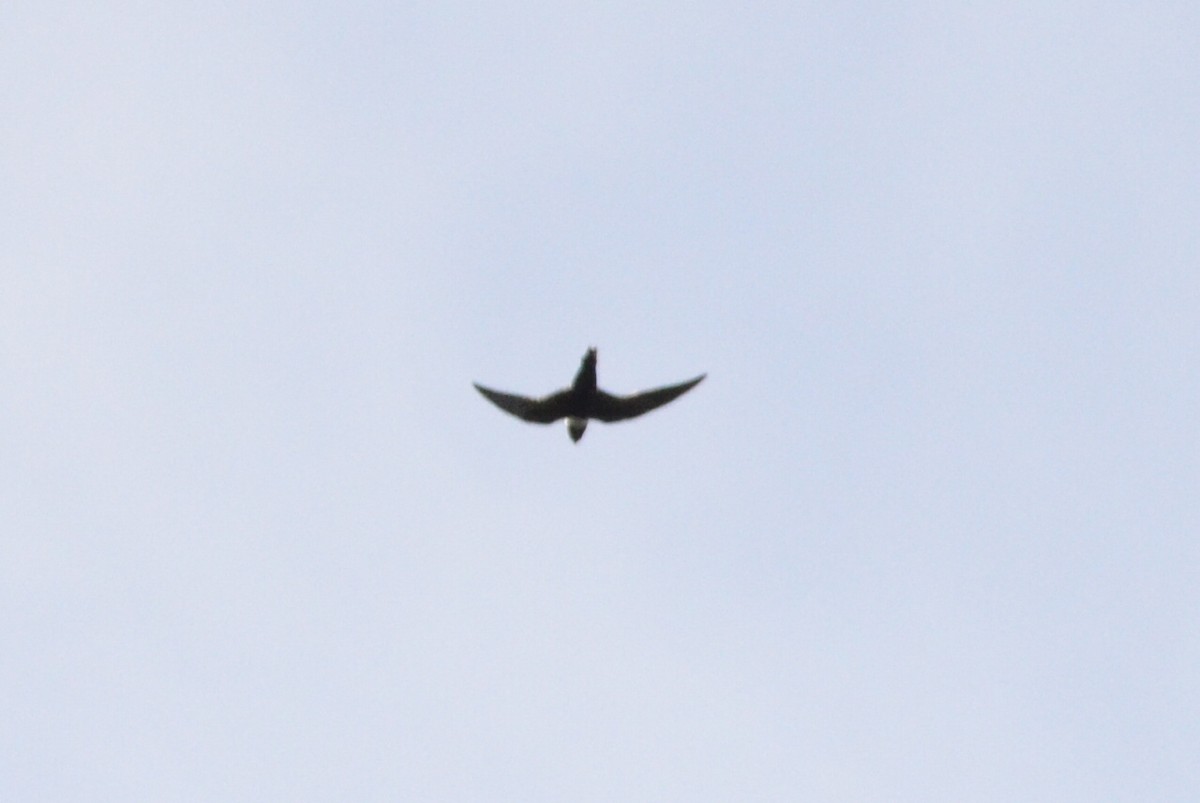 White-collared Swift - ML646911904