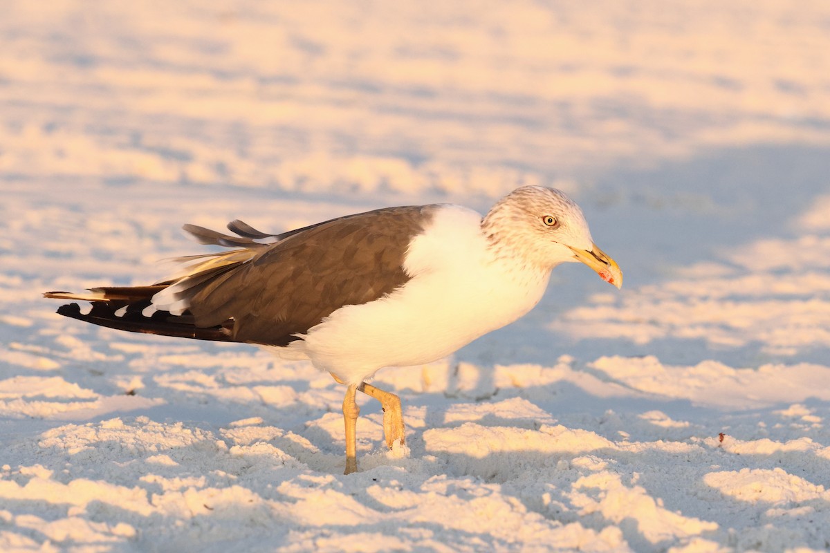 Lesser Black-backed Gull - ML646911906