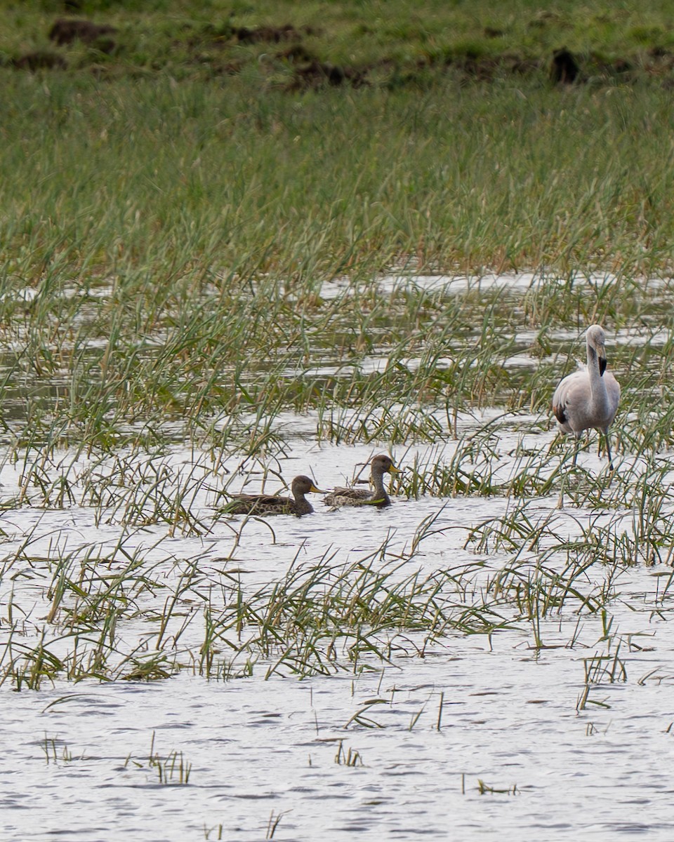 gulnebbstjertand - ML646911907