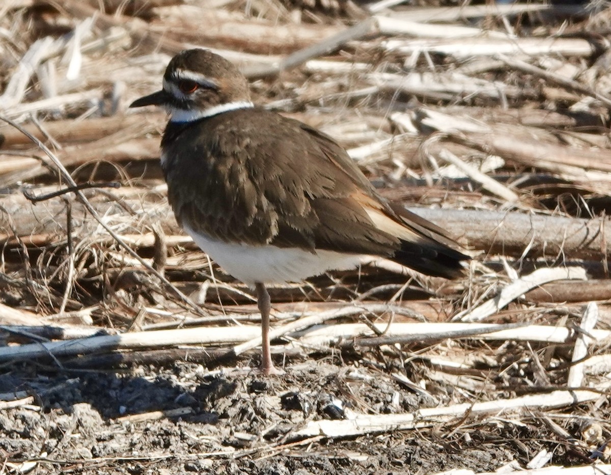 Killdeer - ML646911917