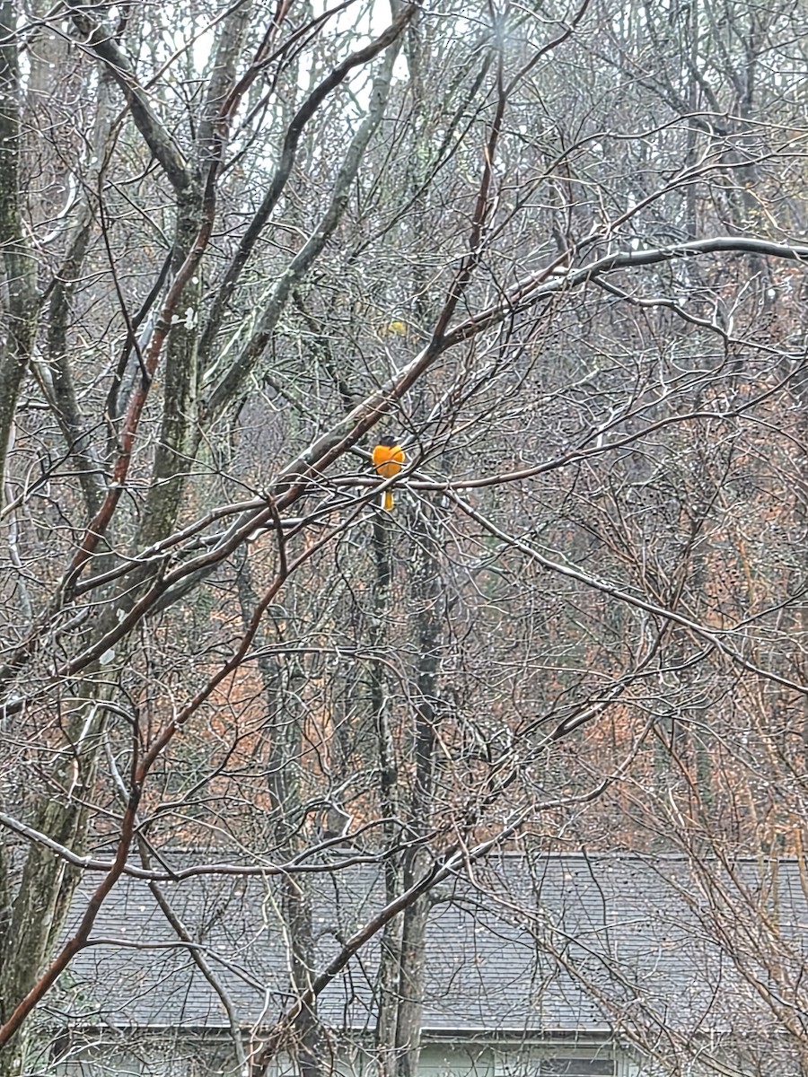 Baltimore Oriole - ML646911923