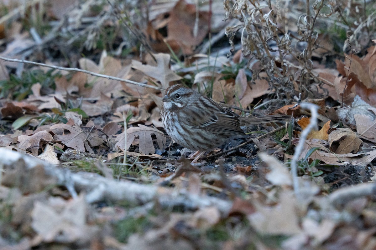 Song Sparrow - ML646911934