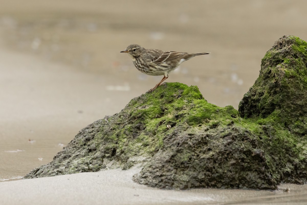 Скальный конёк - ML646911937