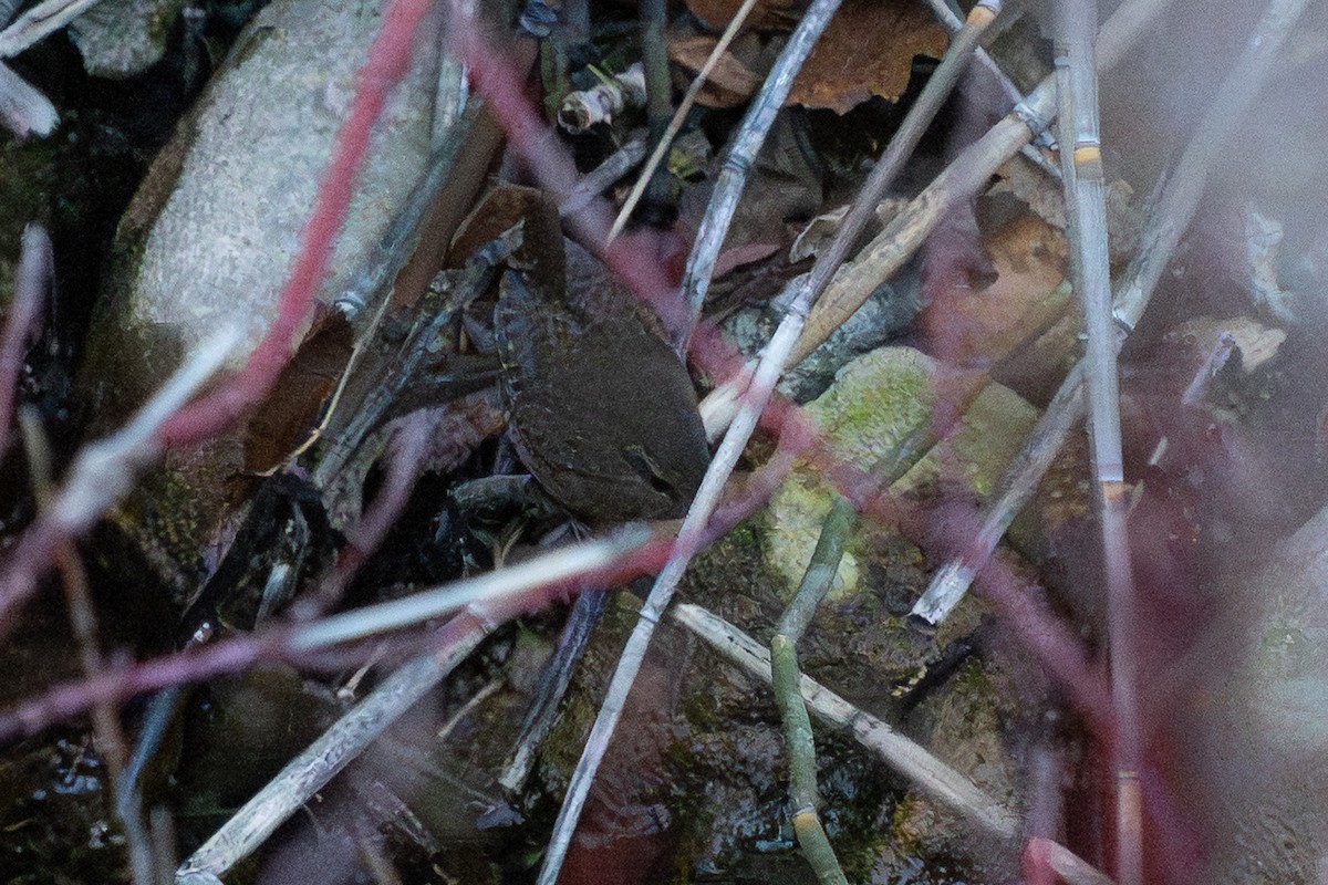 Pacific Wren - ML646911945