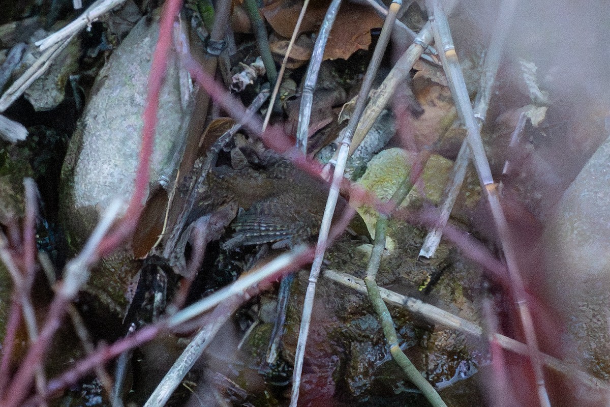 Pacific Wren - ML646911946