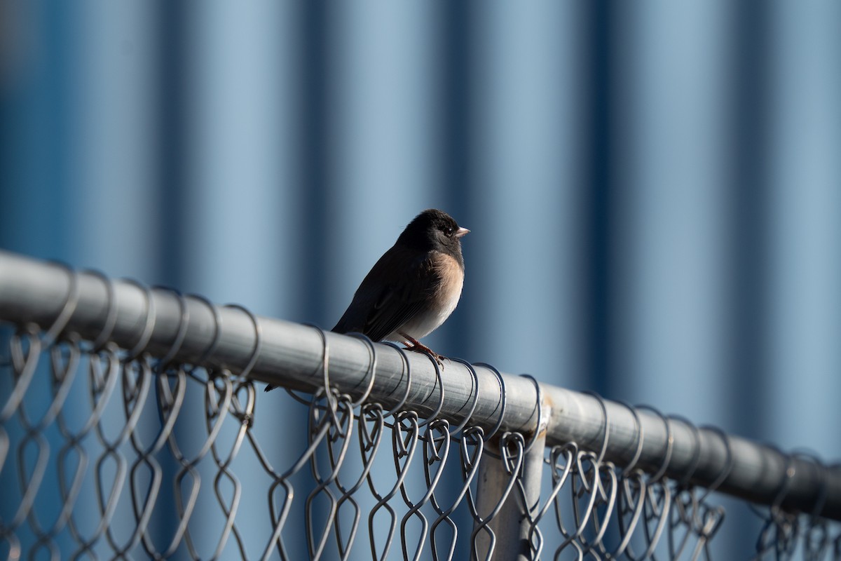 Dark-eyed Junco - ML646911962