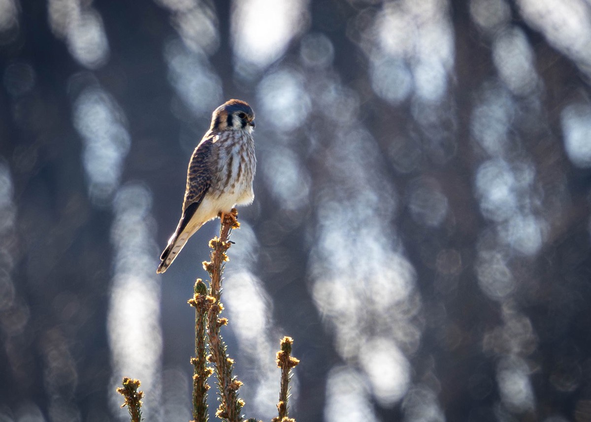 Cernícalo Americano - ML646911978