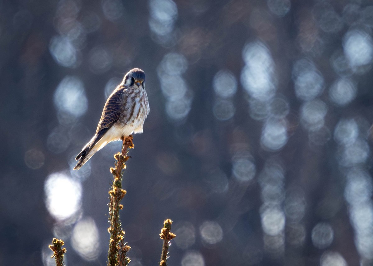 Cernícalo Americano - ML646911979